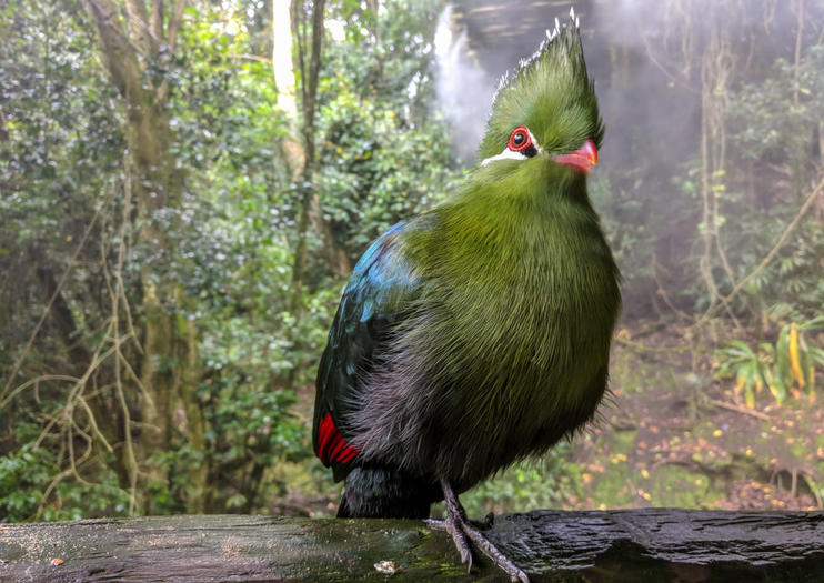 The Best Birds of Eden Tours & Tickets 2020 Garden Route Viator