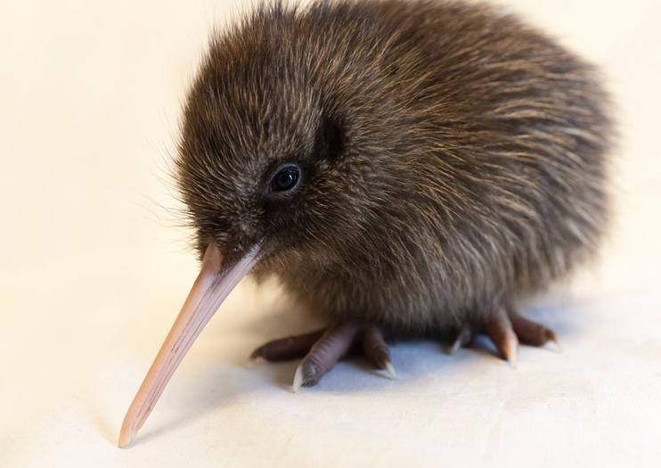 West Coast Wildlife Centre