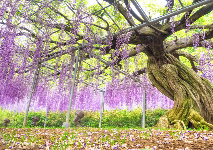 Ashikaga Flower Park