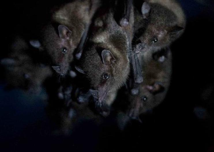 The Bat Jungle
