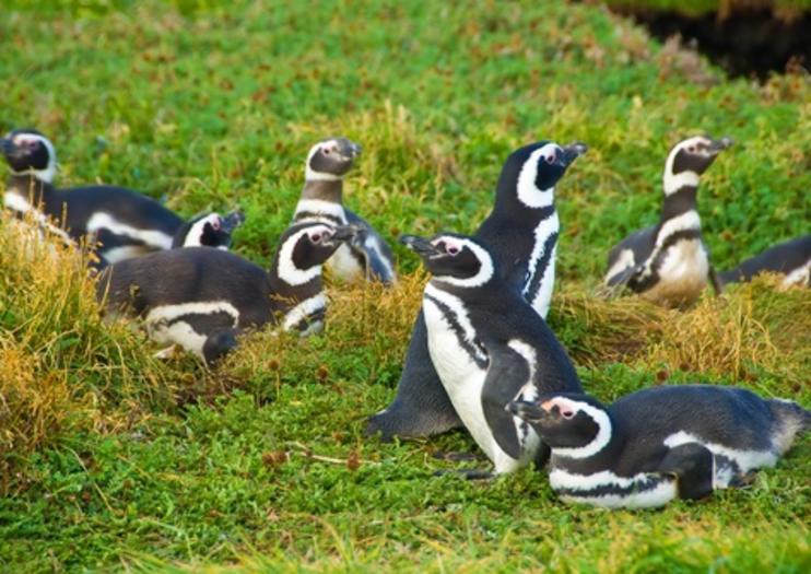 Penguin Colony of Otway Sound (Seno Otway)