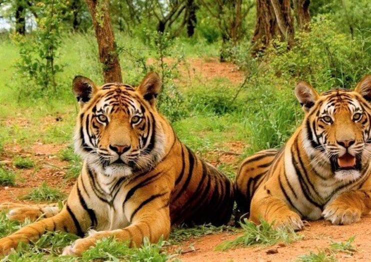 Sariska Tiger Reserve