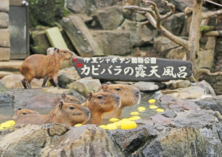 Izu Shaboten Zoo