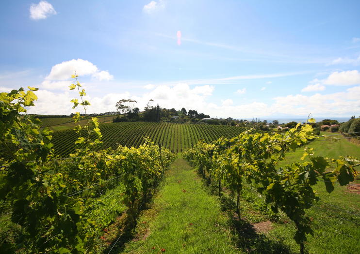 How to Experience New Zealand Wine Harvest Season in Auckland 2020