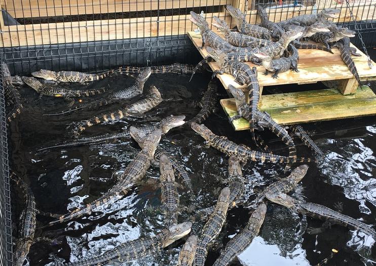 GatorWorld Parks of Florida Inc.