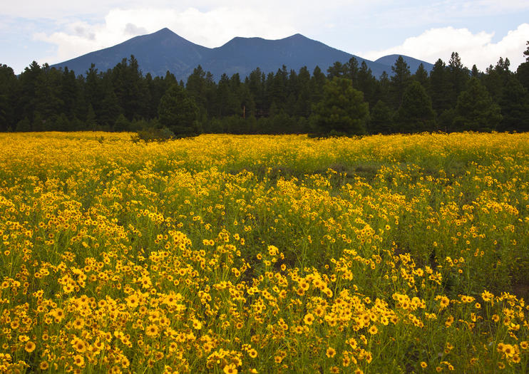 How to Spend 1 Day in Flagstaff