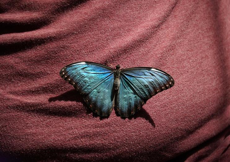 Butterfly Palace and Rainforest Adventure