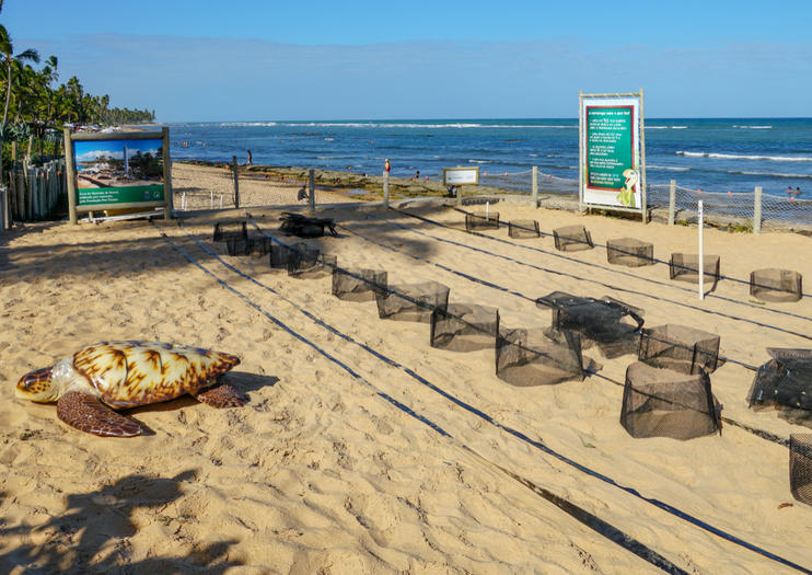 Tamar Sea Turtle Conservation Project (Projeto Tamar Florianopolis)