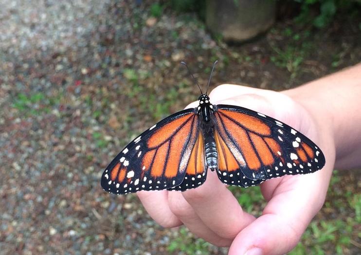 Aguias Da Serra Butterfly Center Borboletario Aguias Da Serra Sao Paulo Tickets Tours Book Now