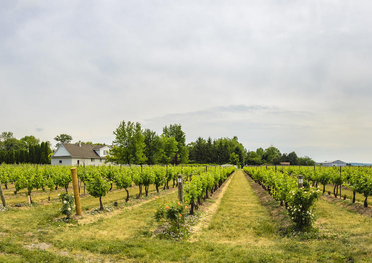 Reif Estate Winery