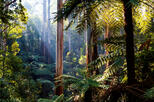 Dandenong Ranges