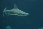 Cretaquarium (Thalassokosmos)