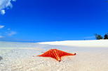 Cayman Islands Stingray City and Starfish Snorkel Tour