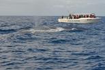 Half-Day Whale and Dolphin Watching Tour
