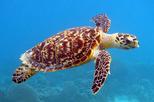 Barbados Carlisle Bay Turtle Swim and Feeding Tour