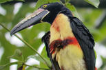 2-in-1 Arenal Volcano Combo Tour: Hanging Bridges and La Fortuna Waterfall