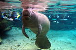 Premium Houseboat Manatee Swim in Crystal River