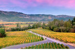Wine tour