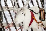 Lapland Reindeer Safari from Rovaniemi