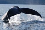 Hoonah Whale-Watching Cruise