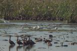 Caño Negro by Boat