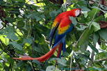 Jaco to Carara National Park Tour with Admission and Lunch