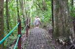 La Fortuna Waterfall and Hanging Bridges Nature Hike and Lunch