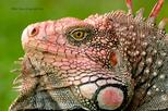 Private EcoAdventure Tour in Santa Teresa