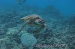 From Waikiki, Oahu 5-Hour Introduction to Scuba Diving