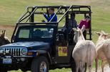 Custer State Park Safari Jeep Small-Group Tour