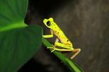 Night Walk at Arenal Natura Ecological Park