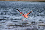 Bonaire Island Tour