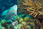 Bonaire Shore Excursion: National Marine Park Sail and Snorkel
