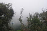 Monteverde Cloud Forest Reserve Zipline, Hanging Bridges Tour