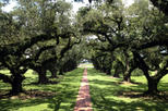 Oak Alley and Laura Plantation Tour from New Orleans