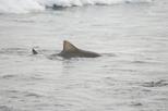 Shark Watching from Santa Maria
