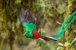 Monteverde Cloud Forest Guided Nature Hike