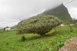 Monte Gordo Guided Hiking Tour from Tarrafal