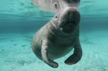 Manatee Tour plus Snorkeling