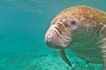 Private Tour: Custom Snorkeling Tour with Manatee Swim