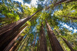 San Francisco, Sausalito, Muir Woods Bay Area Small-Group Tour
