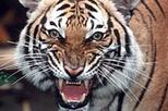 San Diego Zoo and Safari Park 2-Day Admission Combo Package