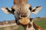 San Diego 30-Minute Zoo Safari Park Tram Tour