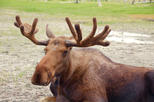 Alaskan Wildlife and Nature Tour from Anchorage
