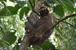 Guided Full-day Walking Rainforest Adventure with Lunch
