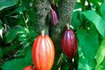 Chocolate Tour and Cahuita National Park from Limon