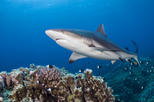 Oahu North Shore Cruise and 20-Minute Shark Cage Dive