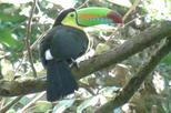 Private Monteverde Cloud Forest Walk