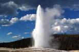 Yellowstone National Park Full-Day Guided Tour
