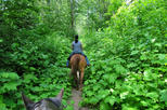 Horseback Riding Ocean View and Waterfalls in Jaco Beach